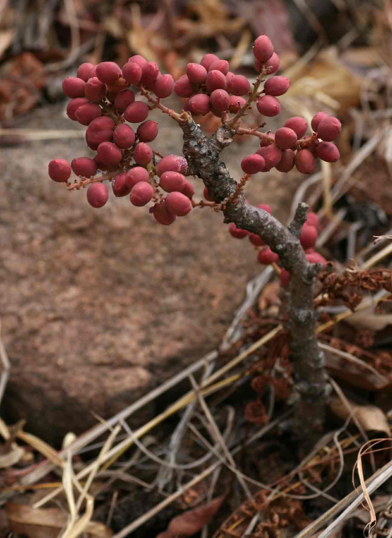 Lannea edulis