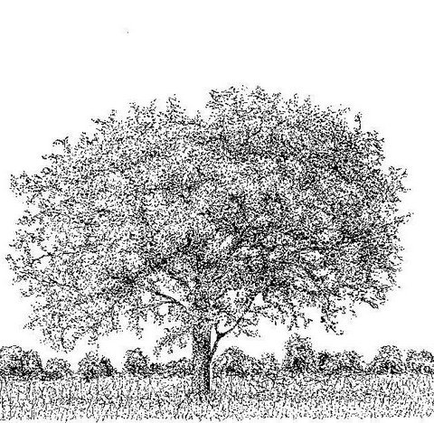 Lannea schweinfurthii var. tomentosa Lannea schweinfurthii var. tomentosa