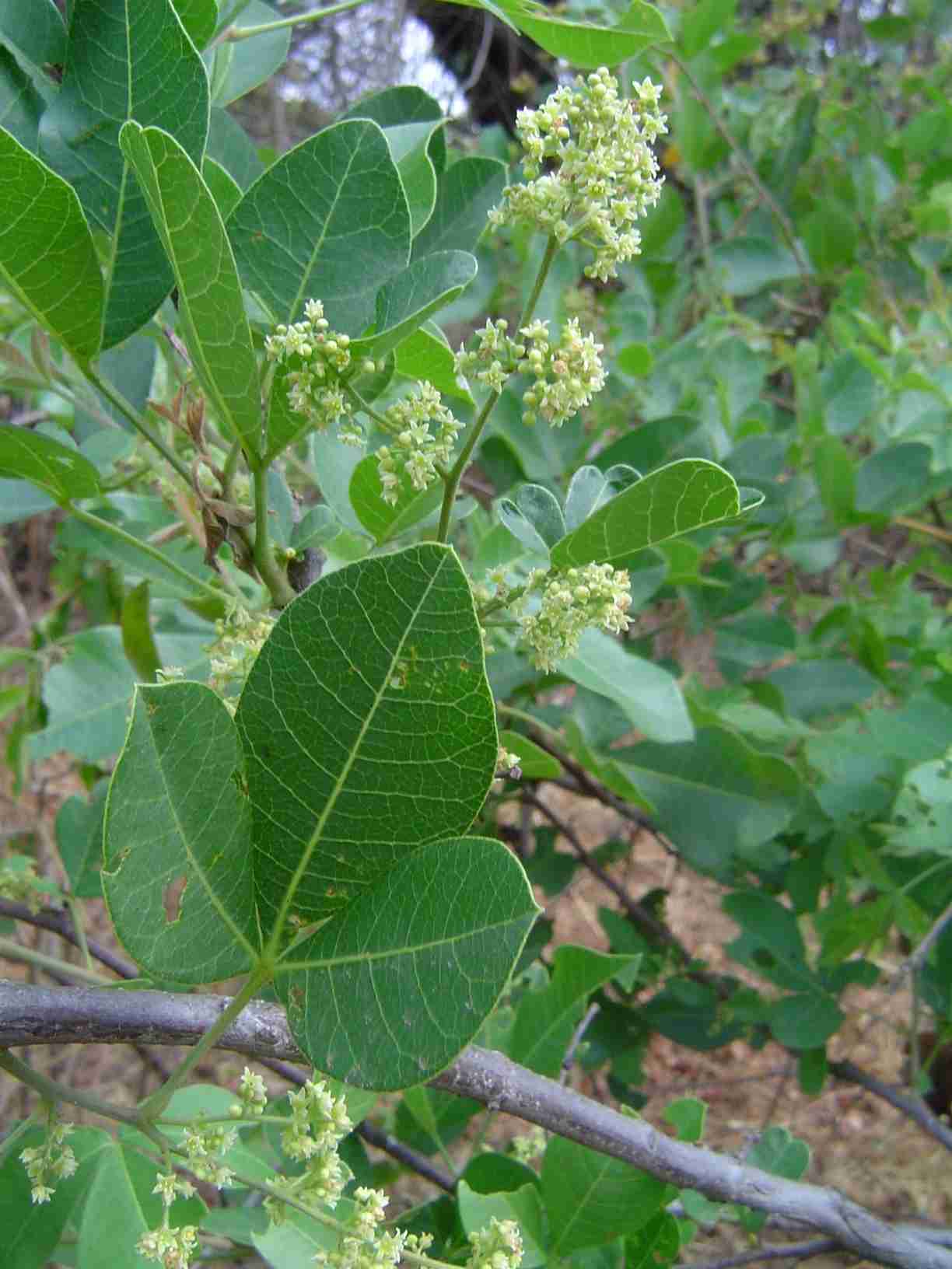 Searsia longipes var. longipes Searsia longipes var. longipes
