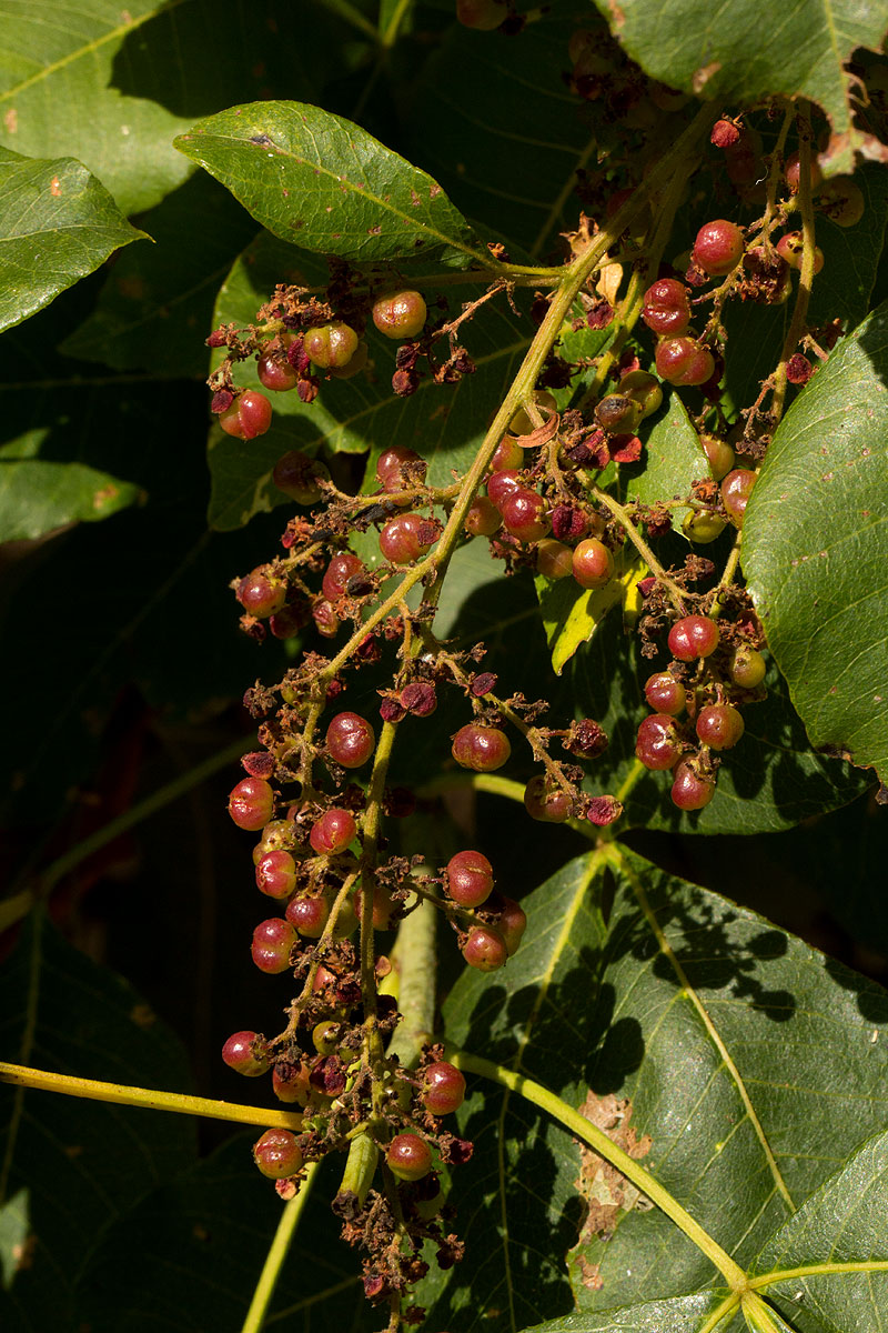 Searsia longipes var. longipes Searsia longipes var. longipes