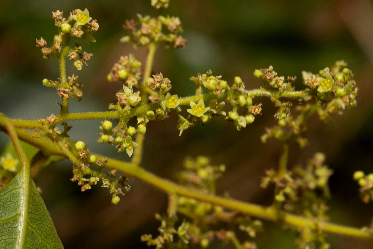 Searsia longipes var. longipes Searsia longipes var. longipes