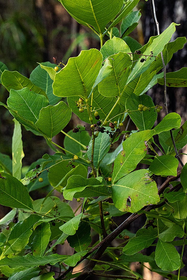 Searsia longipes var. longipes