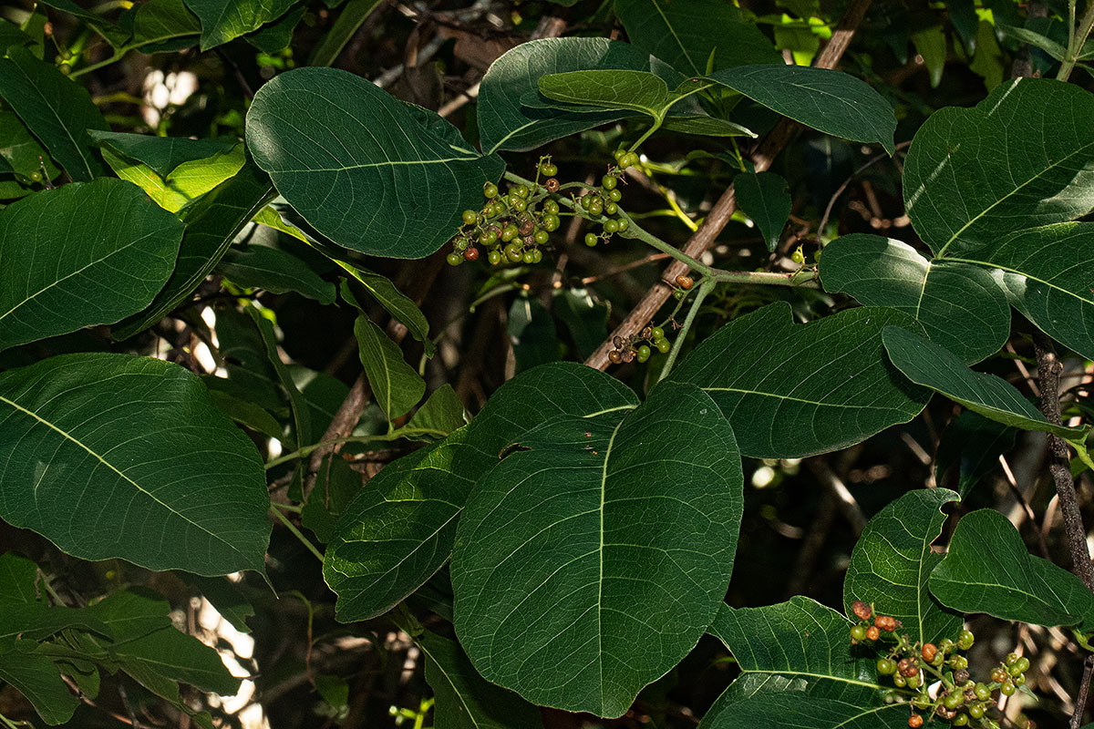 Searsia longipes var. longipes