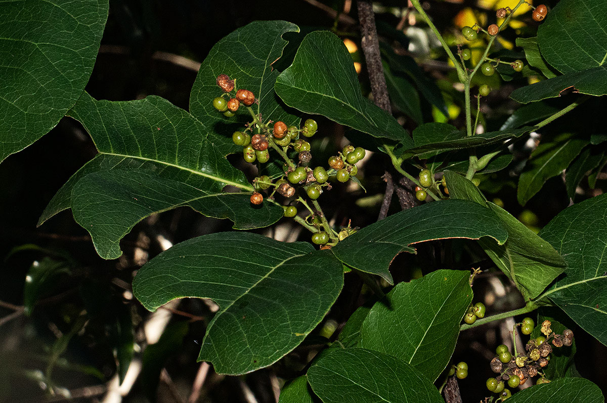 Searsia longipes var. longipes