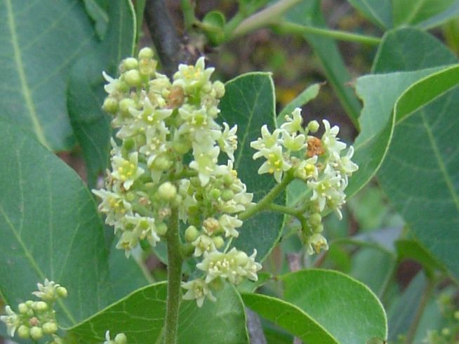 Searsia longipes var. longipes Searsia longipes var. longipes