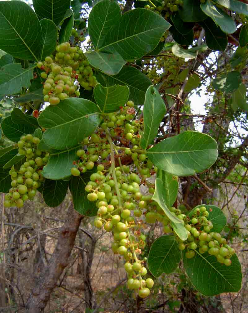 Searsia longipes var. longipes Searsia longipes var. longipes