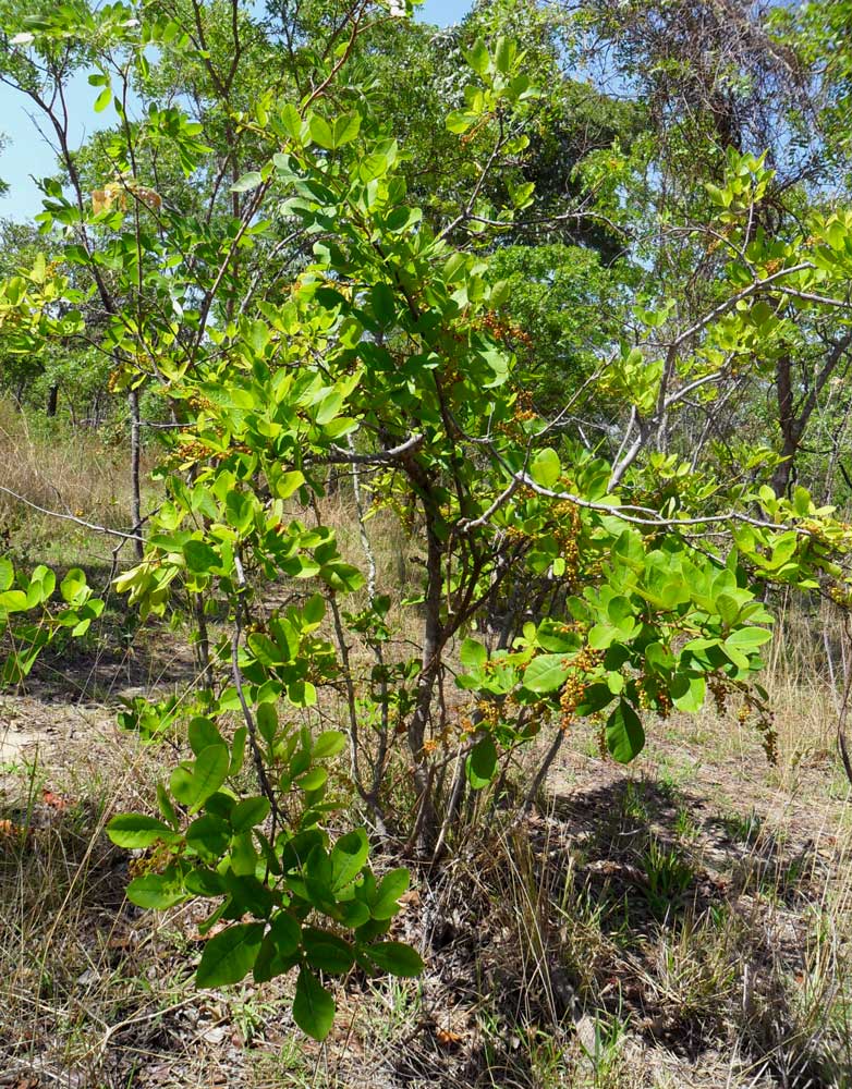 Searsia longipes var. longipes