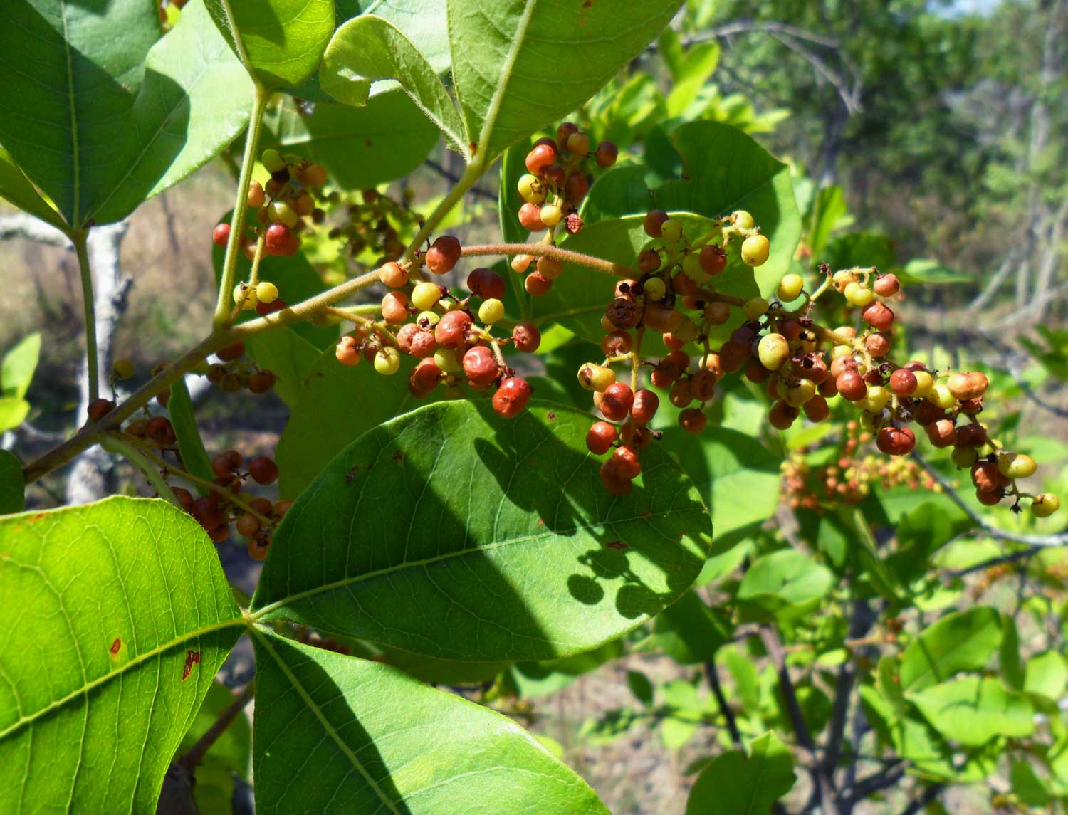 Searsia longipes var. longipes Searsia longipes var. longipes