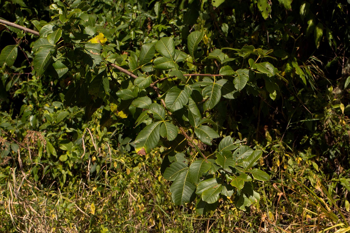 Searsia longipes var. longipes Searsia longipes var. longipes