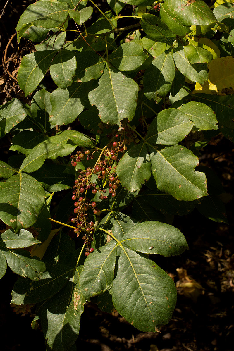 Searsia longipes var. longipes Searsia longipes var. longipes