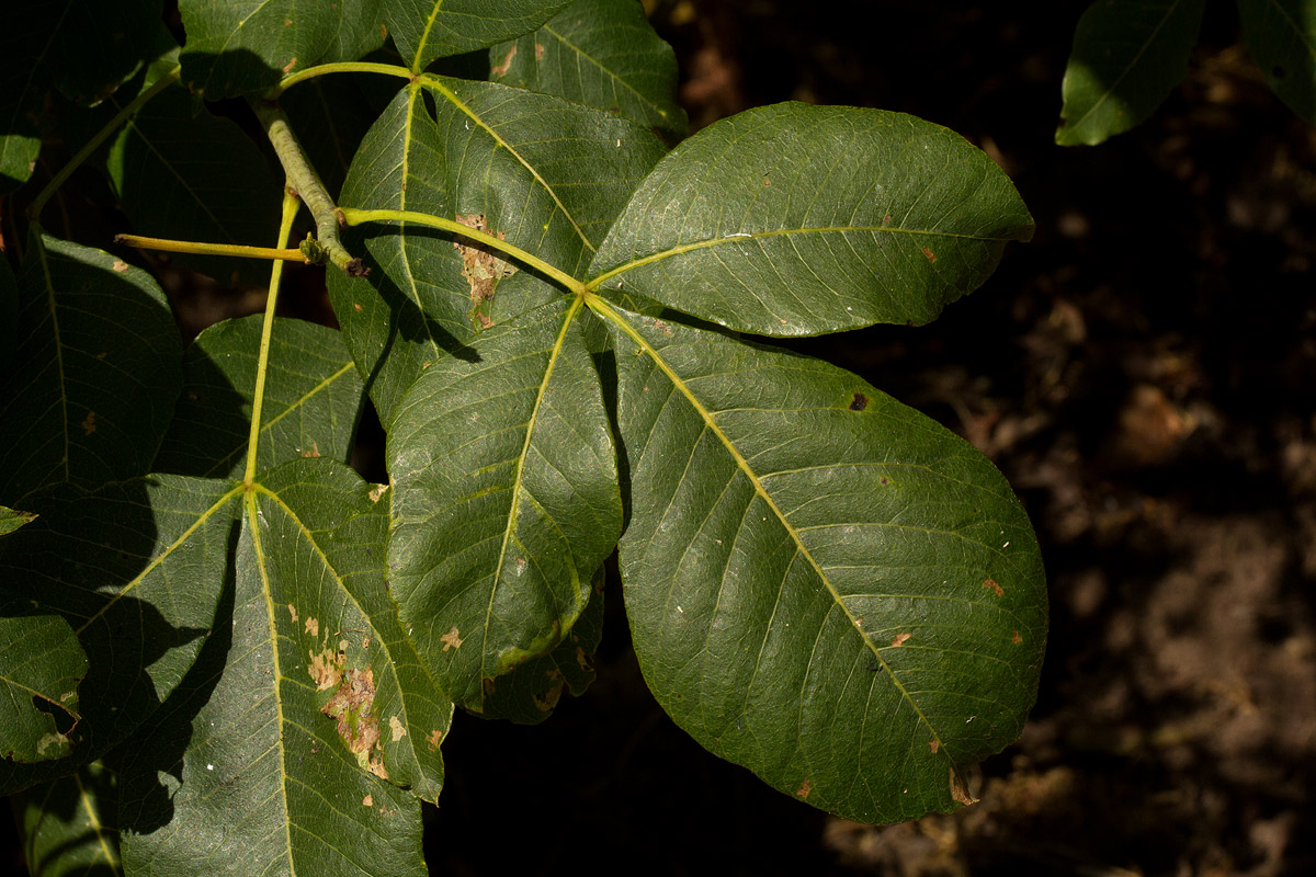 Searsia longipes var. longipes