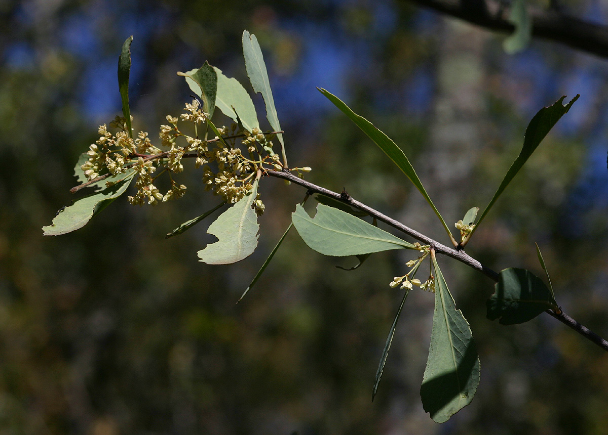 Gymnosporia senegalensis Gymnosporia senegalensis