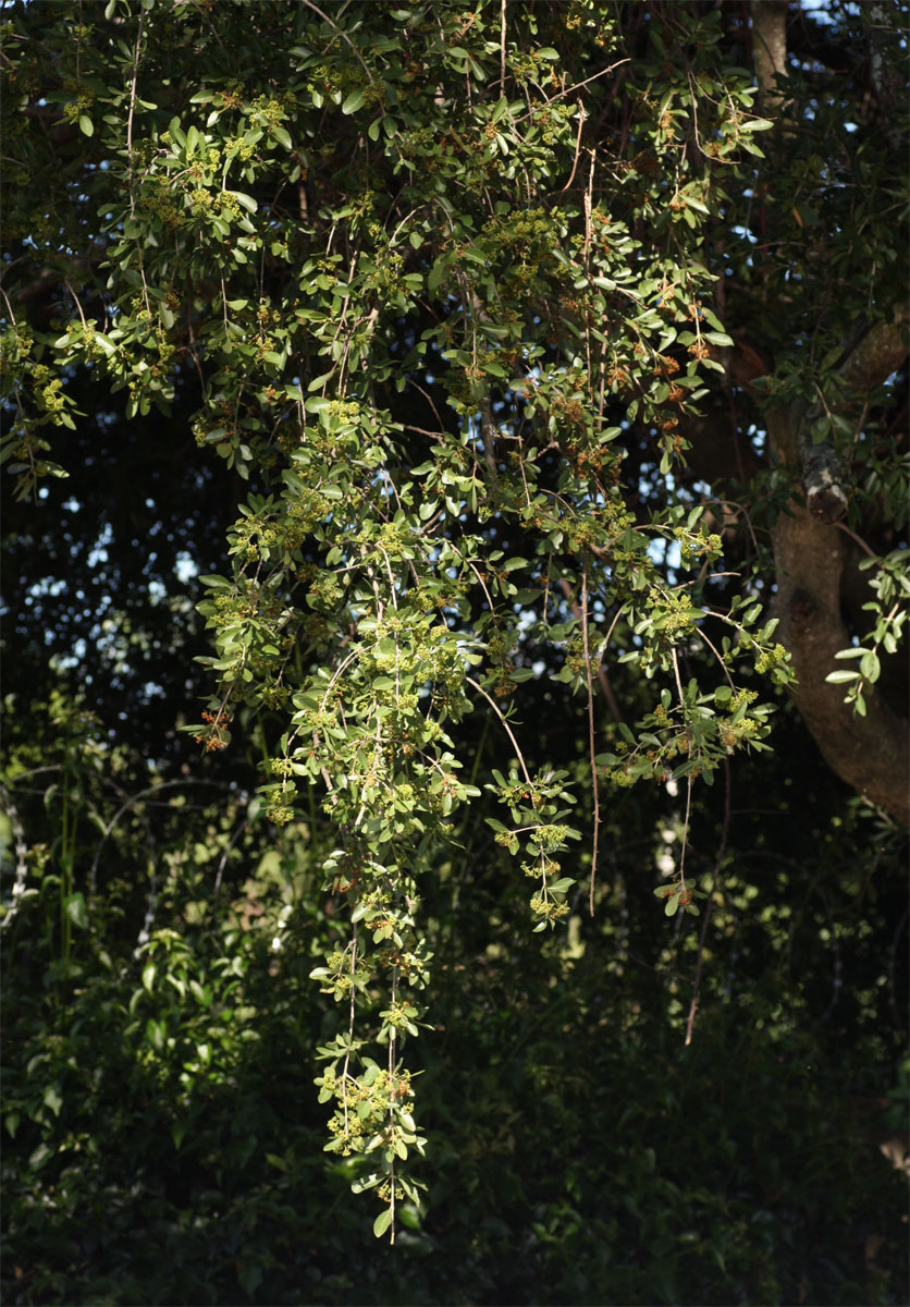 Elaeodendron transvaalense