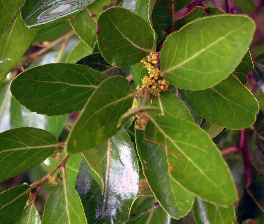 Mystroxylon aethiopicum
