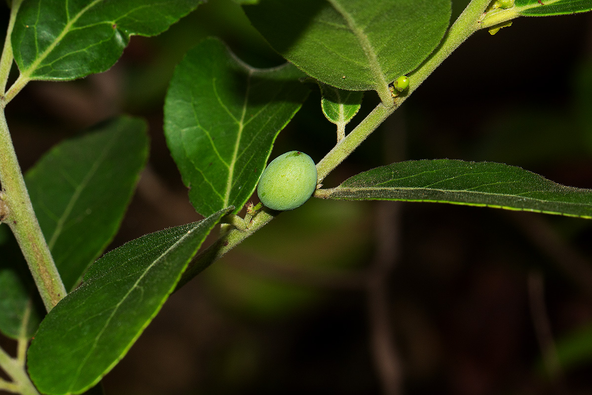 Mystroxylon aethiopicum Mystroxylon aethiopicum
