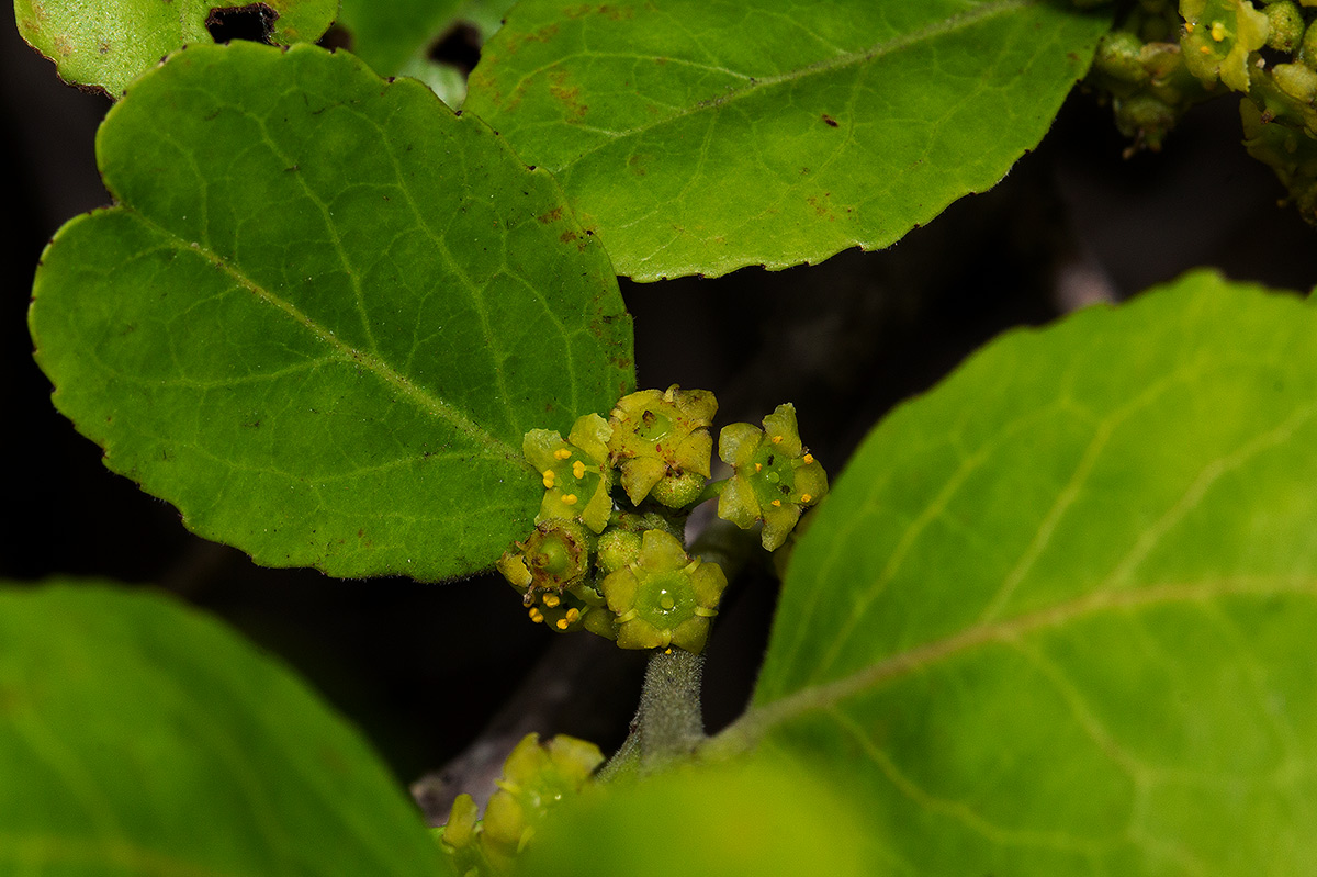 Mystroxylon aethiopicum Mystroxylon aethiopicum