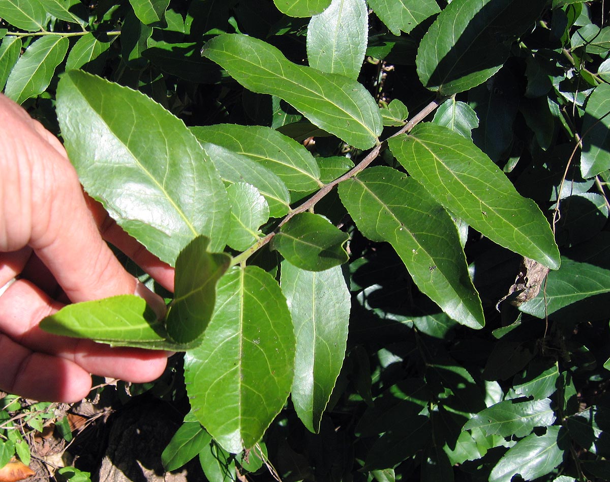 Mystroxylon aethiopicum