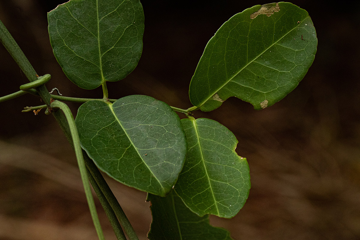 Hippocratea africana var. richardiana Hippocratea africana var. richardiana