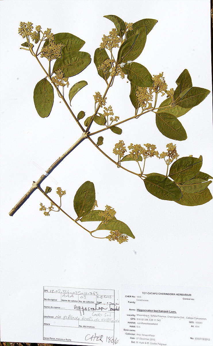 Hippocratea buchananii Hippocratea buchananii