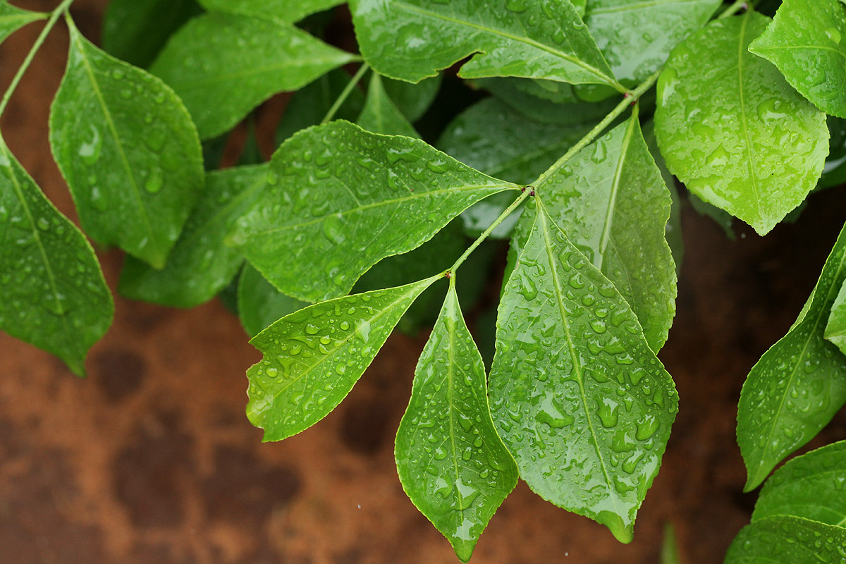 Hippocratea indica Hippocratea indica