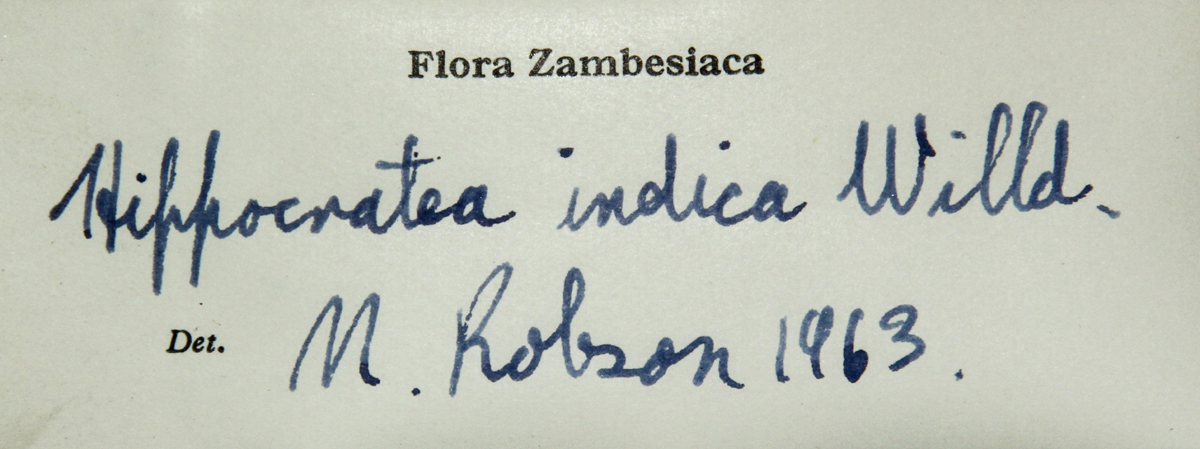 Hippocratea indica Hippocratea indica