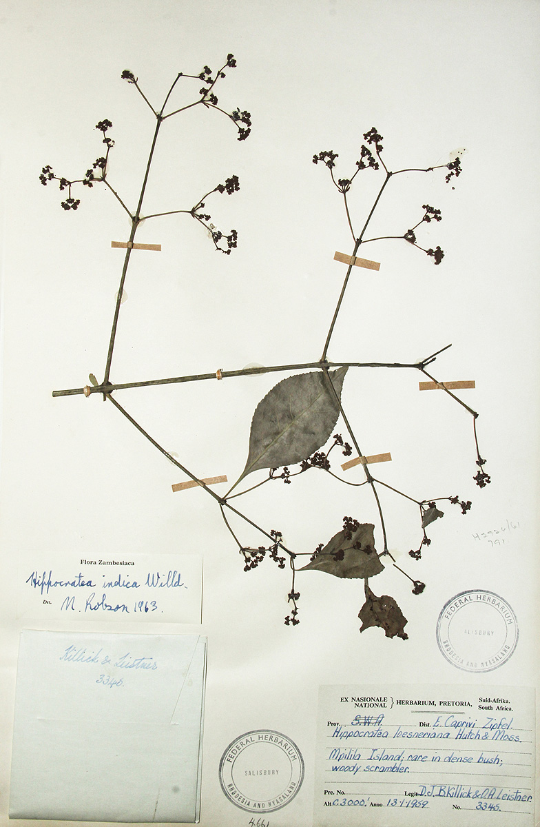 Hippocratea indica Hippocratea indica