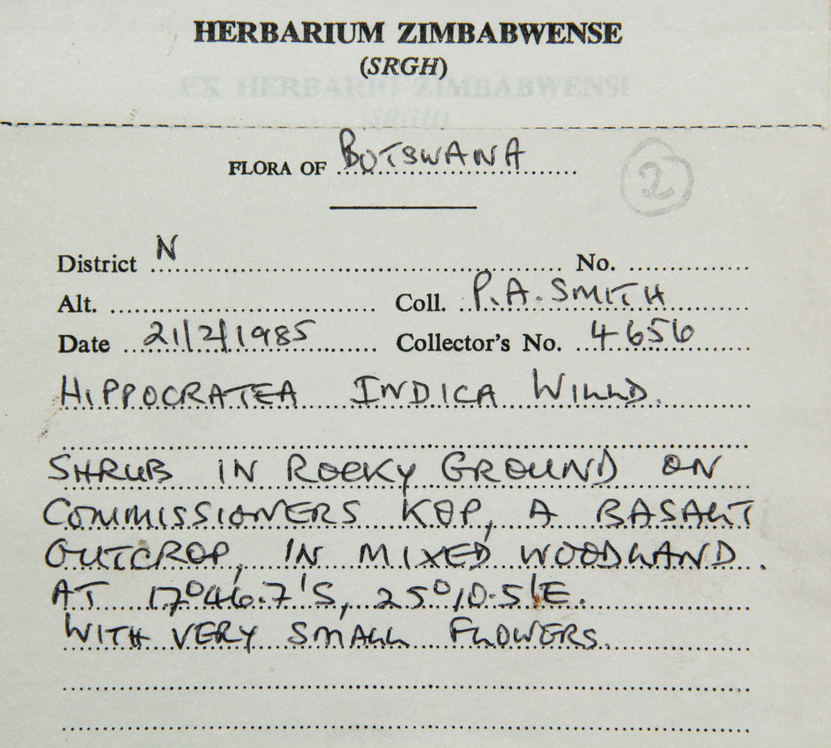 Hippocratea indica Hippocratea indica