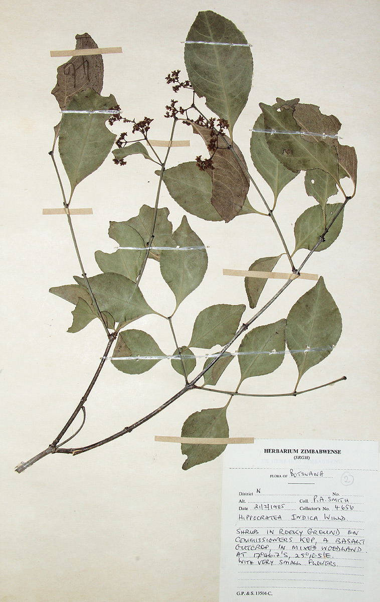 Hippocratea indica Hippocratea indica