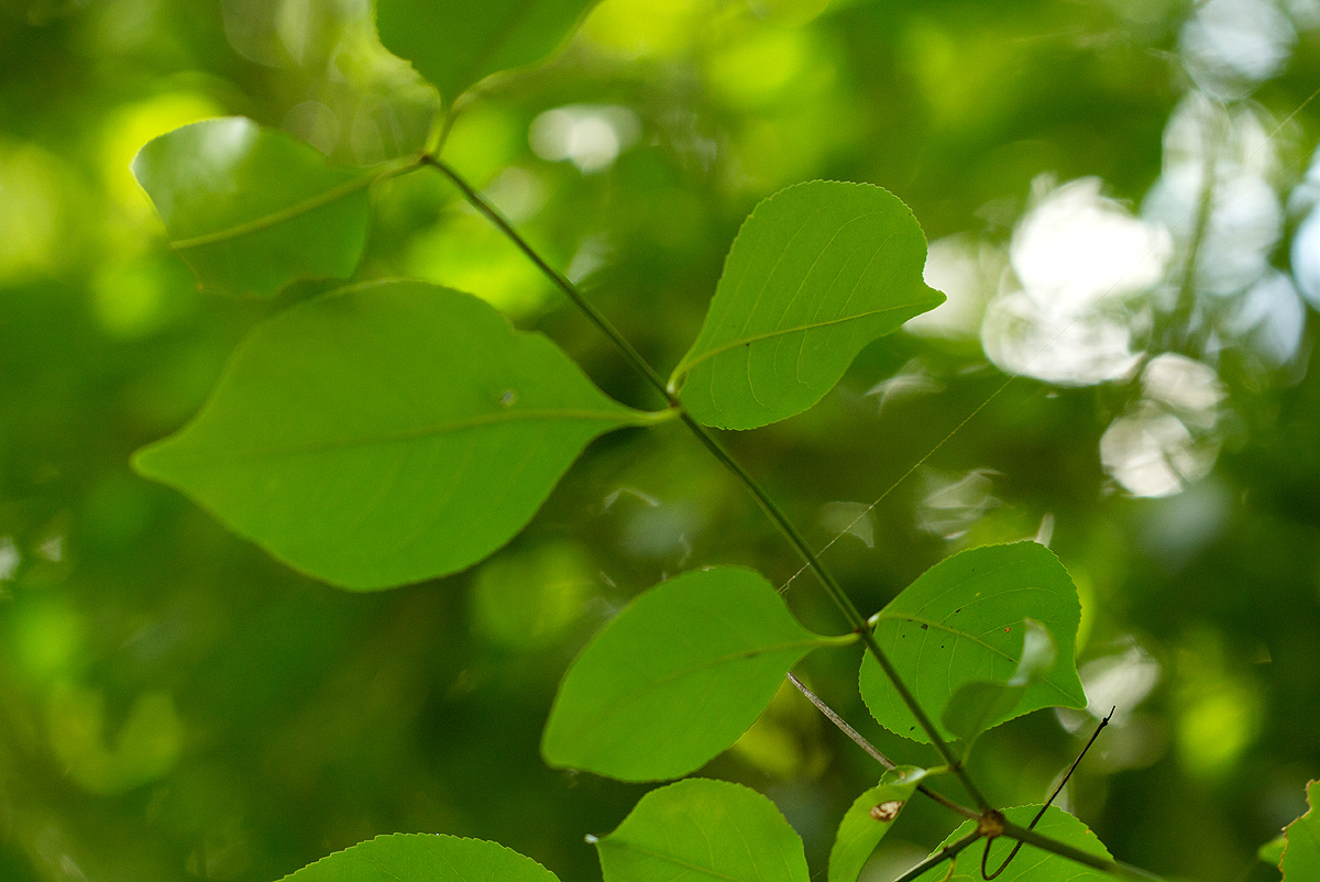 Hippocratea indica Hippocratea indica