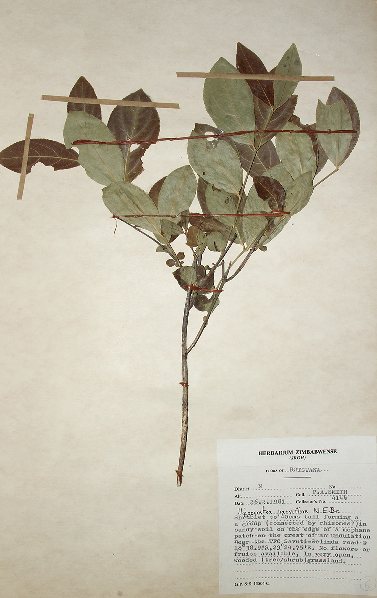 Hippocratea parviflora Hippocratea parviflora