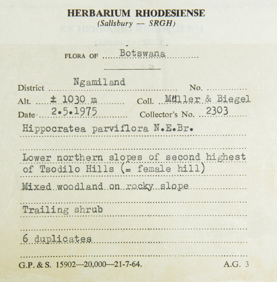 Hippocratea parviflora Hippocratea parviflora