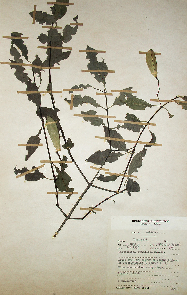 Hippocratea parviflora Hippocratea parviflora