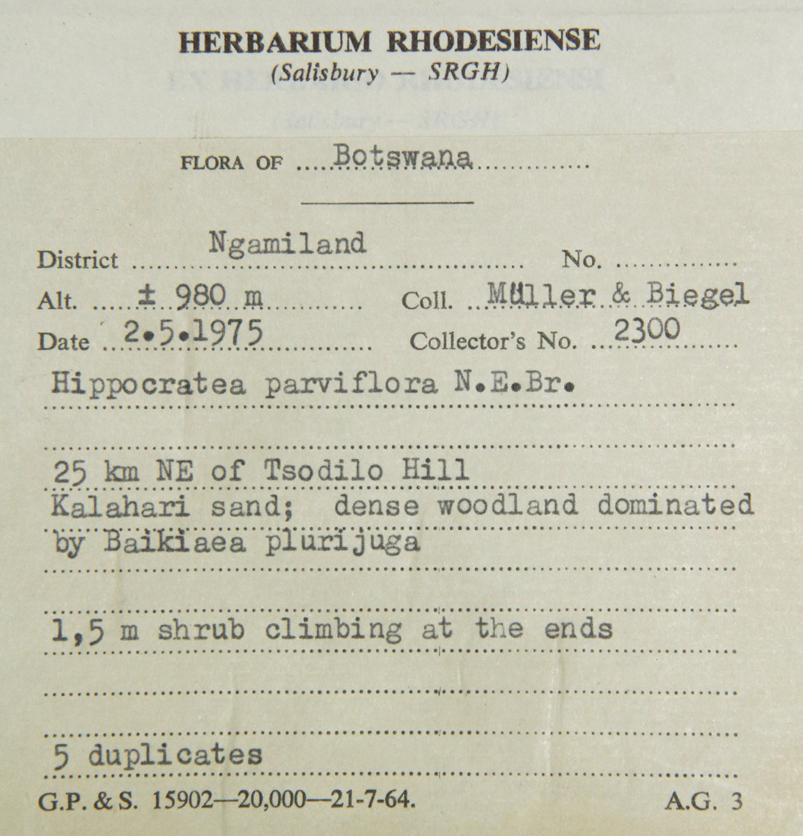 Hippocratea parviflora Hippocratea parviflora