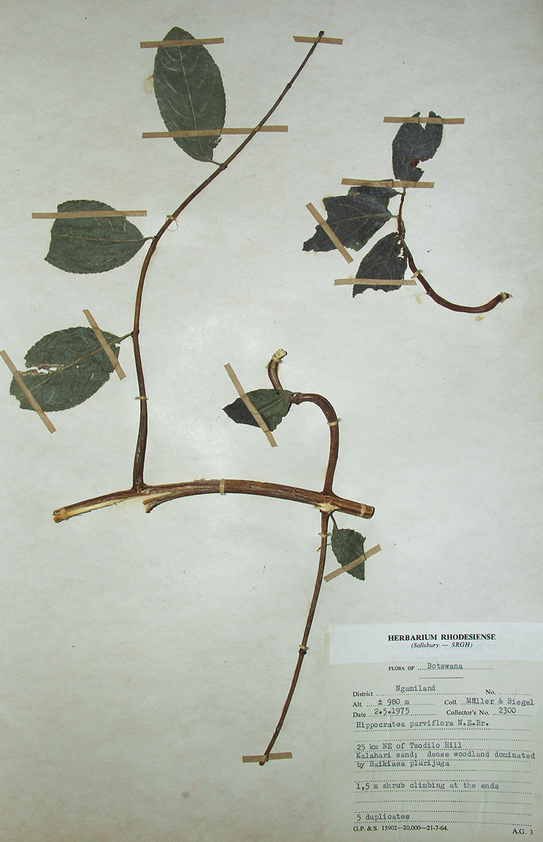 Hippocratea parviflora Hippocratea parviflora