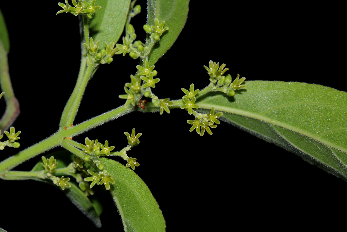 Hippocratea parviflora Hippocratea parviflora