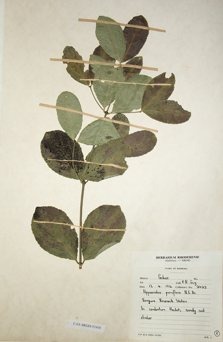 Hippocratea parviflora Hippocratea parviflora
