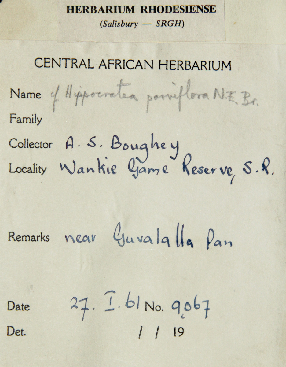 Hippocratea parviflora Hippocratea parviflora