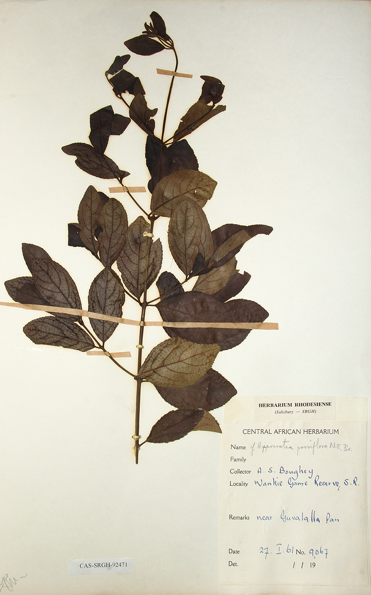 Hippocratea parviflora Hippocratea parviflora