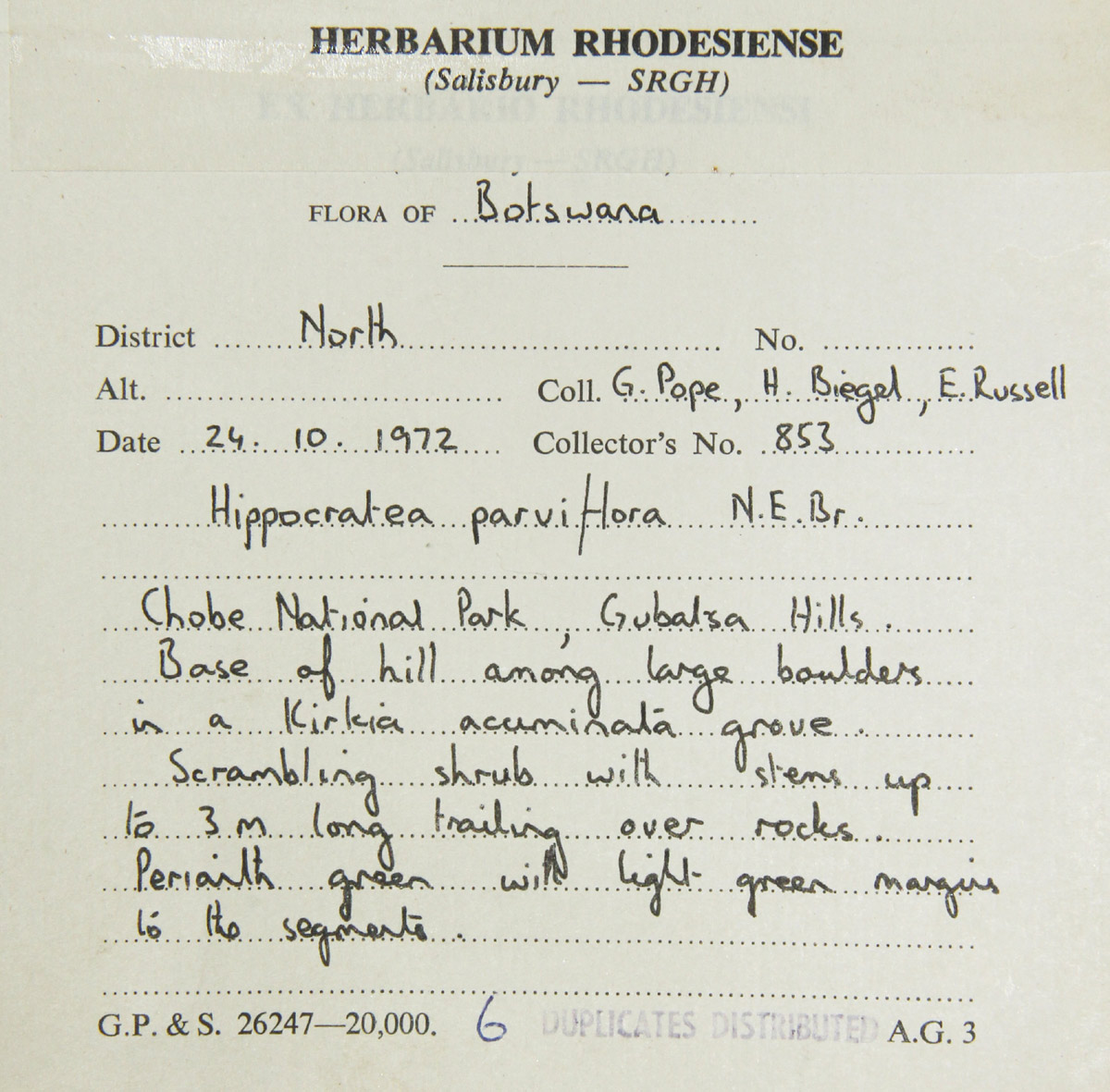 Hippocratea parviflora Hippocratea parviflora