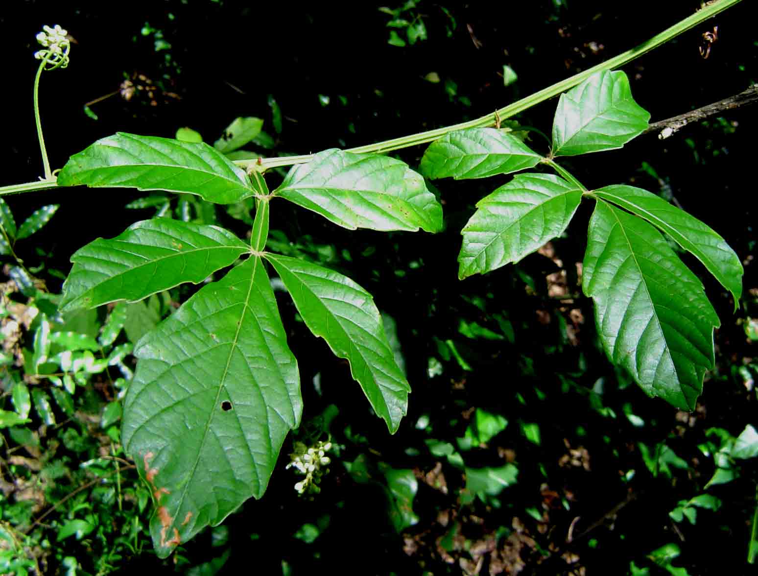 Paullinia pinnata Paullinia pinnata