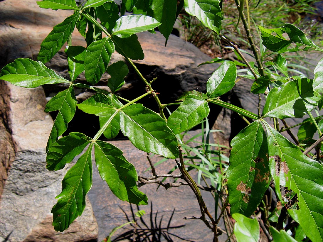 Paullinia pinnata Paullinia pinnata