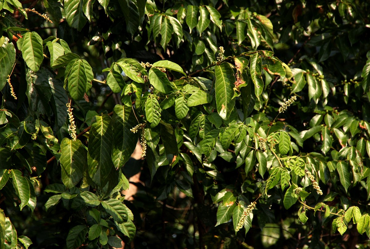 Paullinia pinnata Paullinia pinnata