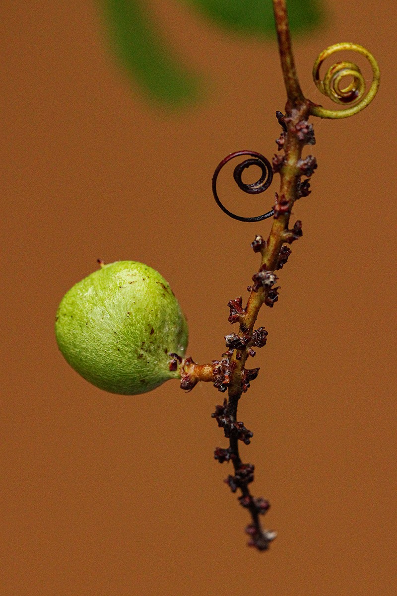 Paullinia pinnata Paullinia pinnata