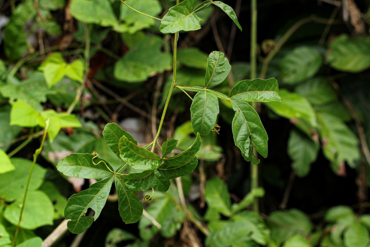 Paullinia pinnata Paullinia pinnata