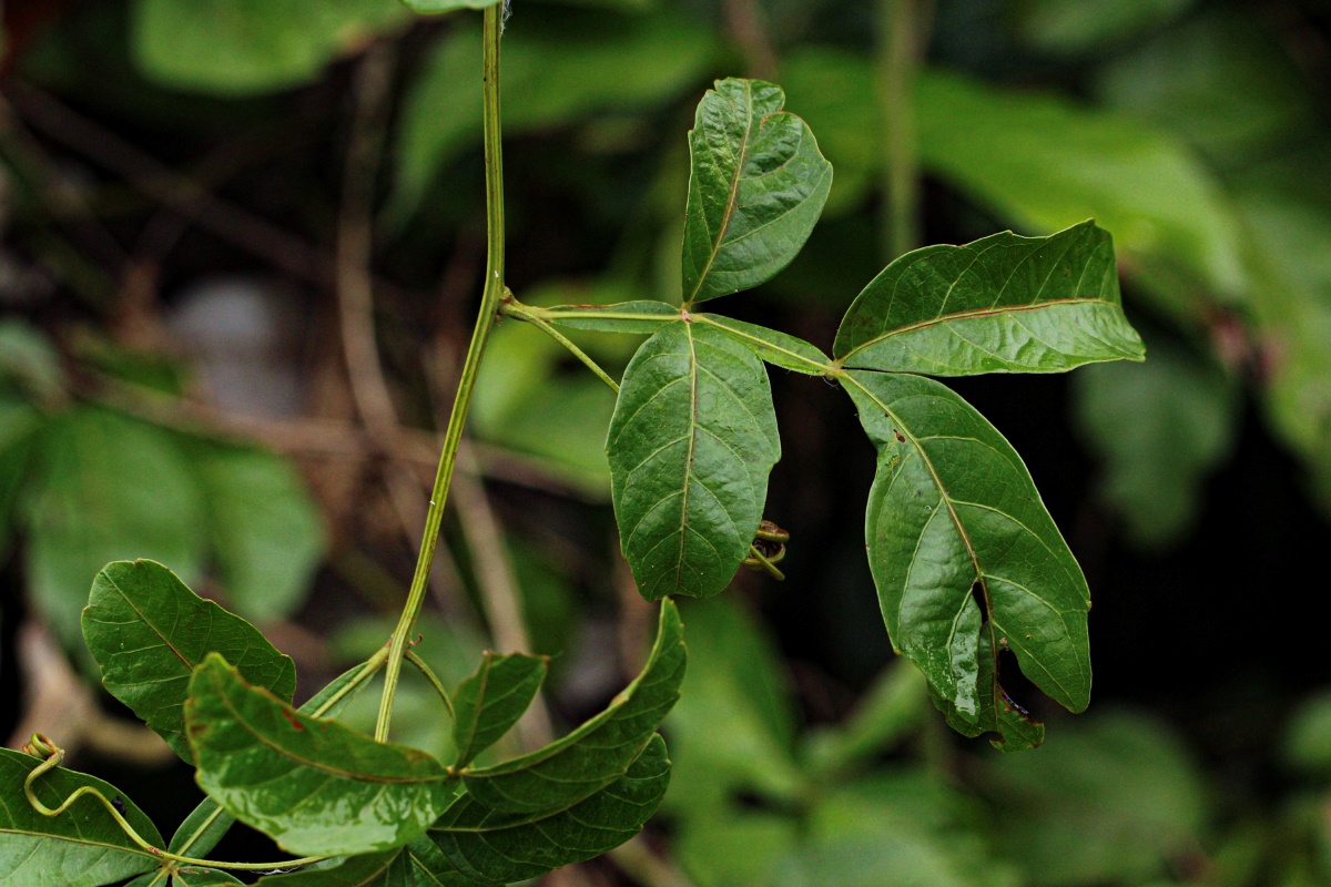 Paullinia pinnata Paullinia pinnata