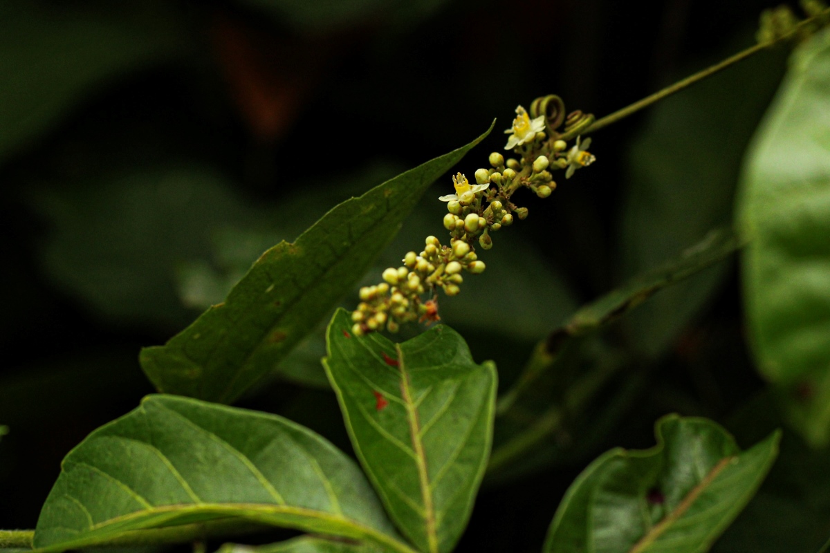 Paullinia pinnata Paullinia pinnata