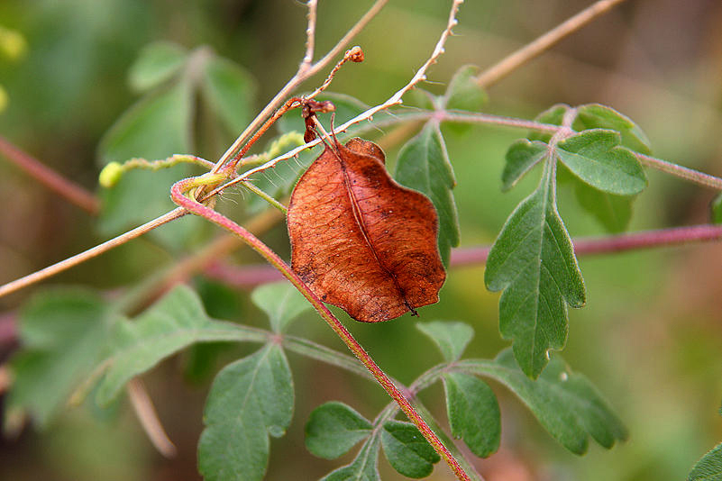 Cardiospermum corindum