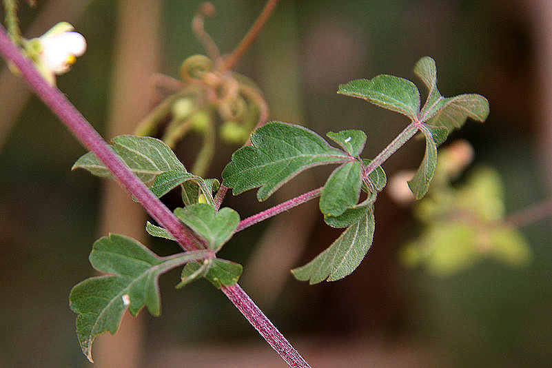 Cardiospermum corindum