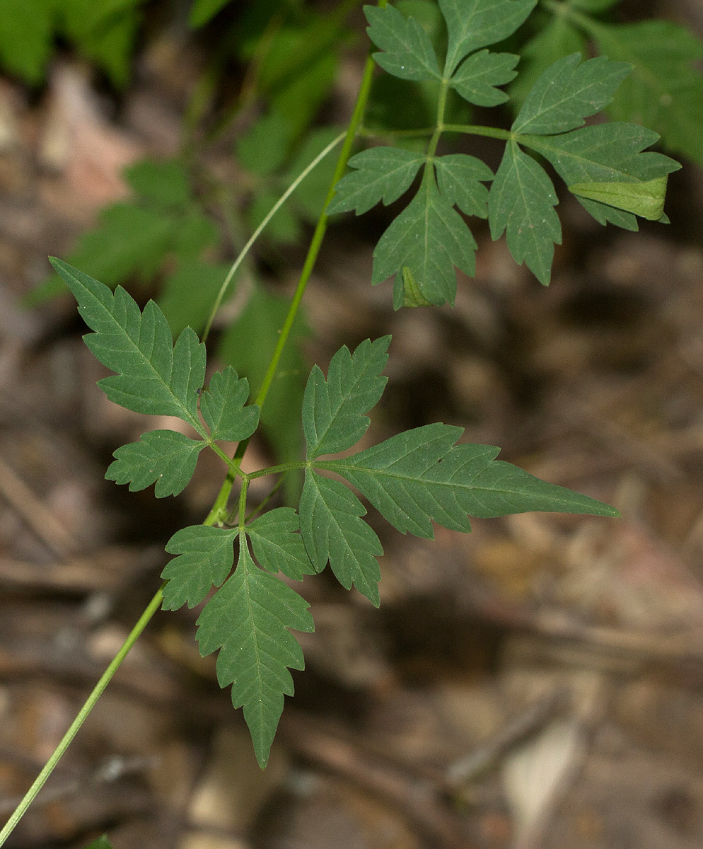 Cardiospermum halicacabum var. halicacabum