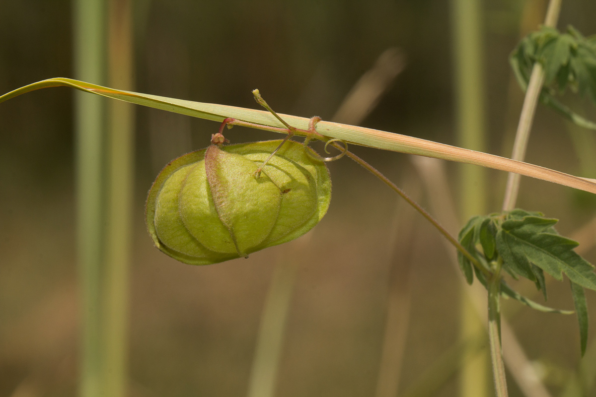 Cardiospermum halicacabum var. halicacabum